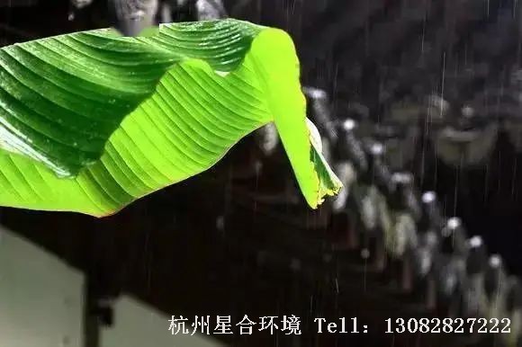 “扶疏似树，质则非木，高舒垂荫”，芭蕉不知承载着多少中国庭院施工文化和风雅。
