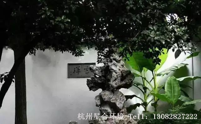 “扶疏似树，质则非木，高舒垂荫”，芭蕉不知承载着多少中国庭院施工文化和风雅。