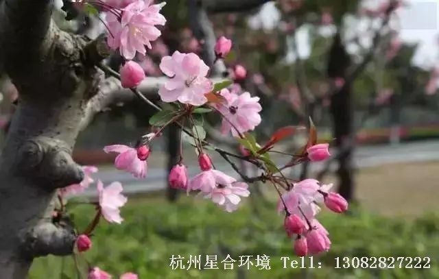 海棠在我国的栽培历史也有2000年，从汉代开始，海棠便作为一种观赏树种应用在庭院施工园林中。