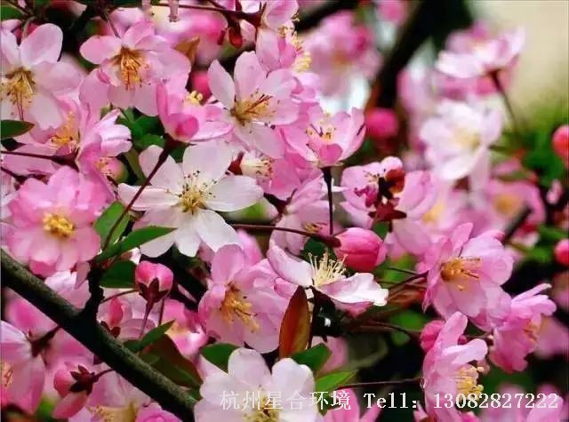 到了明清时期，海棠不仅用于皇家园林、私家园林，还应用于庭院施工和寺庙园林