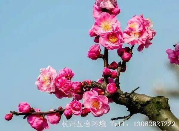梅花最宜植于庭院、草坪，可孤植、丛植、群植，又可盆栽观赏，或庭院施工加以整剪做成各式桩景，或作切花瓶插用于室内装饰。