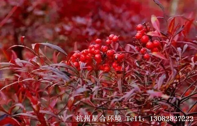 在我国古典园林中，庭院施工常种植在山石旁、庭院屋前或墙角，也可盆栽或制作盆景。