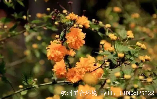 庭院施工群植于常绿树丛前、古木之旁、山石缝隙之中，或在池畔、溪流、湖岸边成片栽植，均颇具观赏效果。