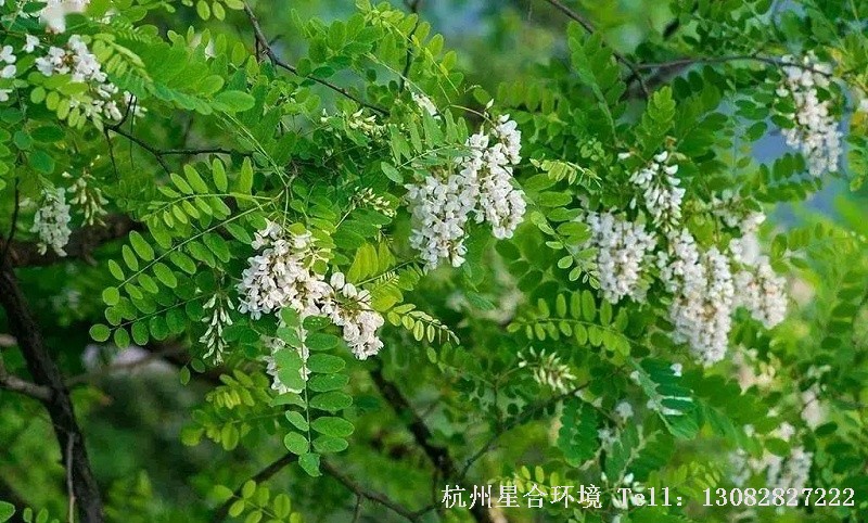 槐树木质坚硬，可为绿化树、行道树、庭院施工等，在风水上被认为代表“禄”，古代朝廷种三槐九棘，公卿大夫坐于其下，面对三槐者为三公，因此槐树在众树之中品位最高，镇宅有权威性。