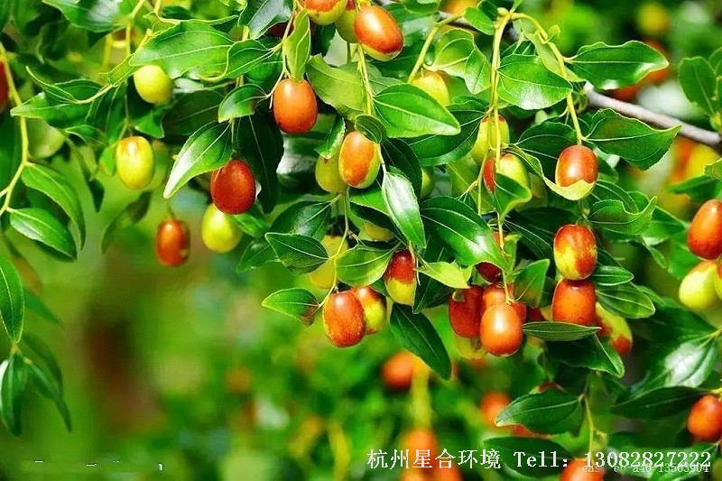 在庭院施工中植枣树，喻早得贵子，凡事快人一步。