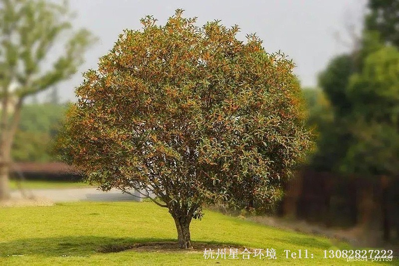 相传月中有桂树,桂花又即木犀,桂枝可入药,功能为驱风邪、调和作用。宋之问词云:“桂子月中落,天香云外飘。”桂花象征着高洁,夏季桂花芳香四溢,是天然的庭院施工空气清新剂。