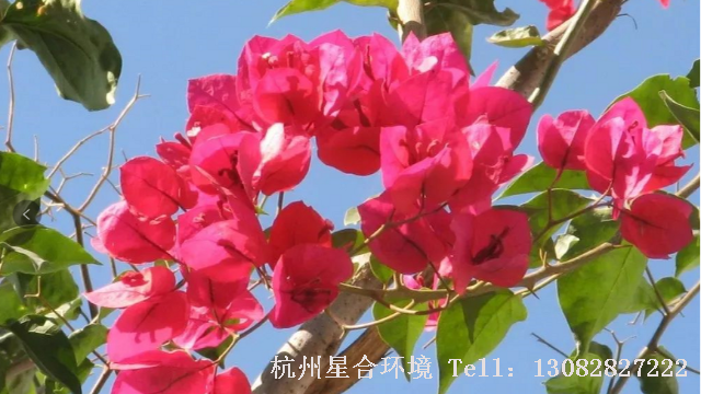 绿化养护