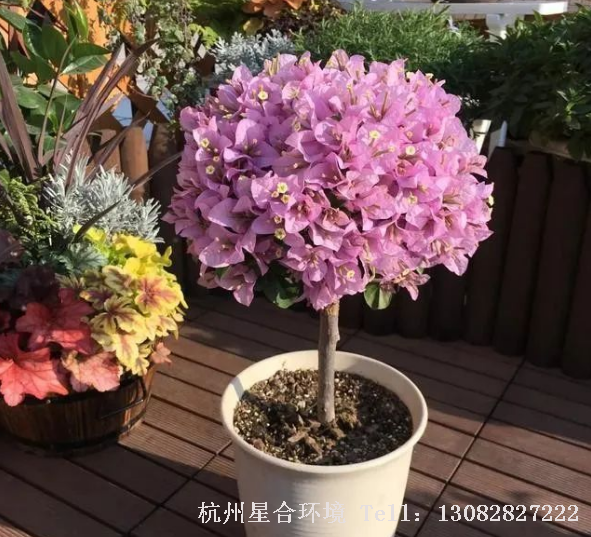 绿化养护粉色三角梅