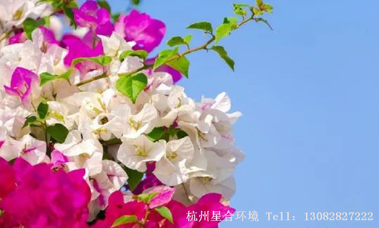 绿化养护三角梅