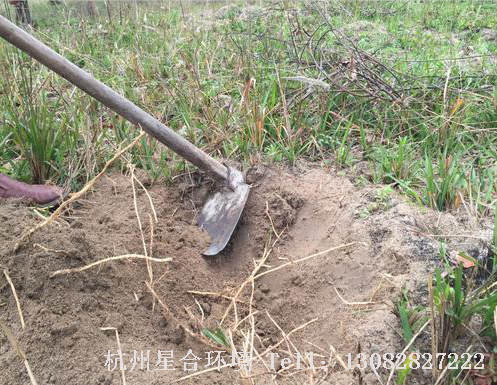 绿化养护