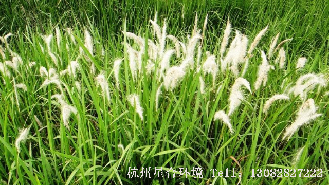 绿化养护