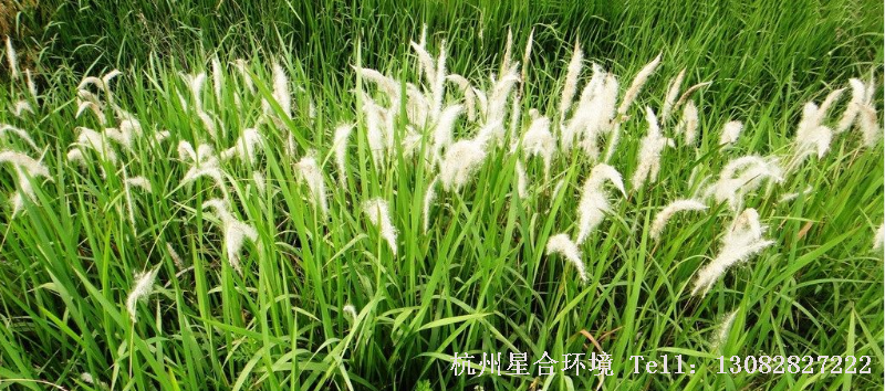 绿化养护