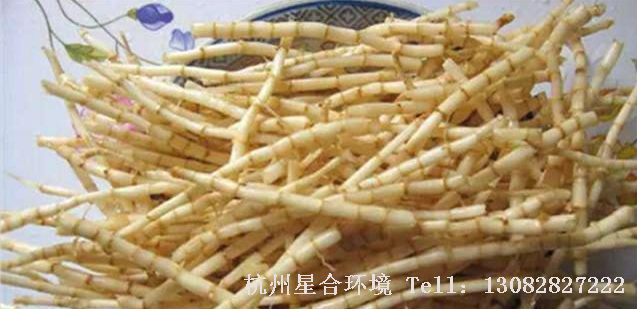 绿化养护