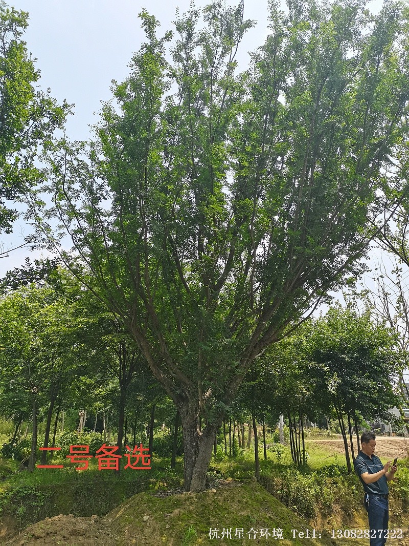 绿化养护丛生朴树局部