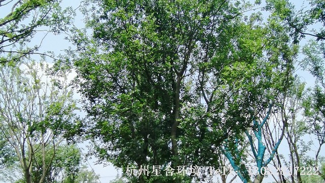 绿化养护