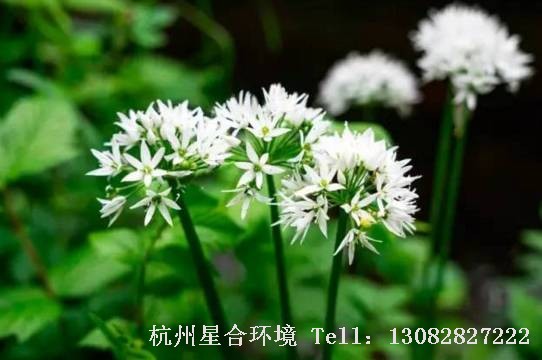 绿化养护驱蚊大蒜