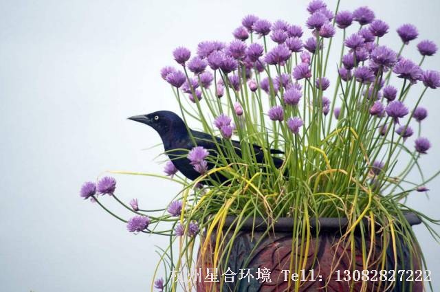 绿化养护驱蚊韭菜