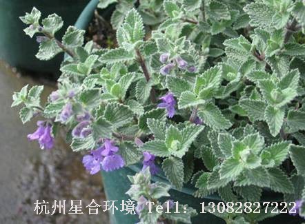 绿化养护驱蚊猫薄荷