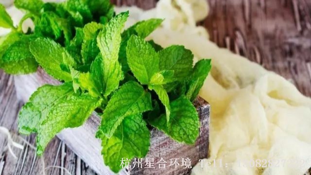 绿化养护