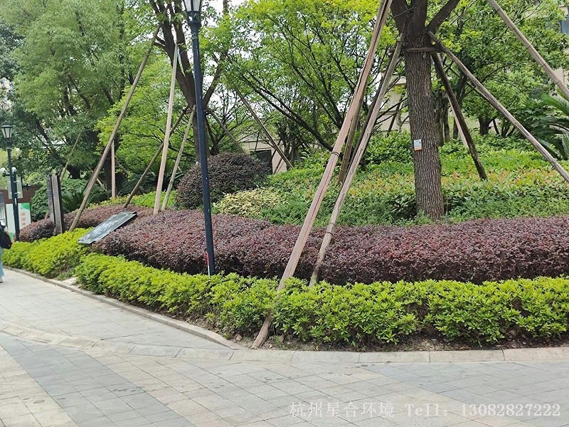 小区绿化养护灌木组合