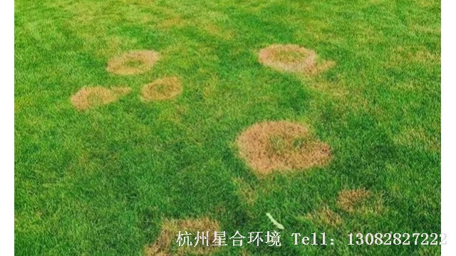 绿化养护