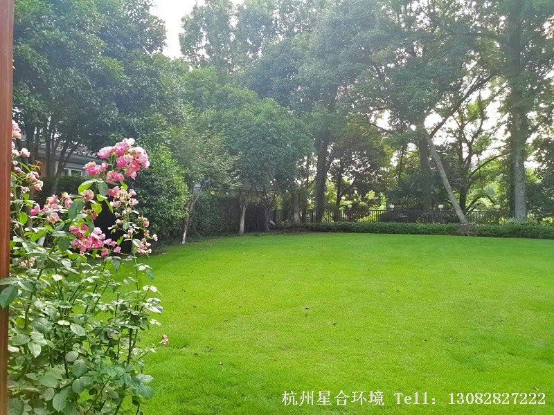 庭院绿化养护花卉