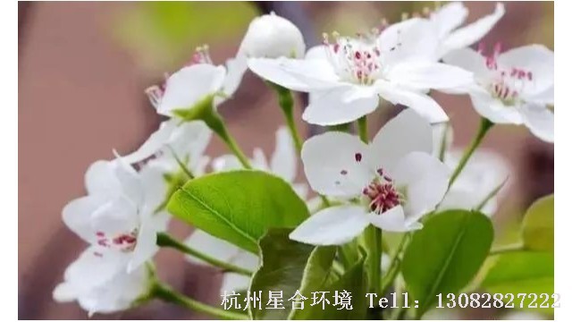 绿化养护