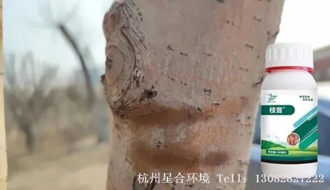 绿化养护