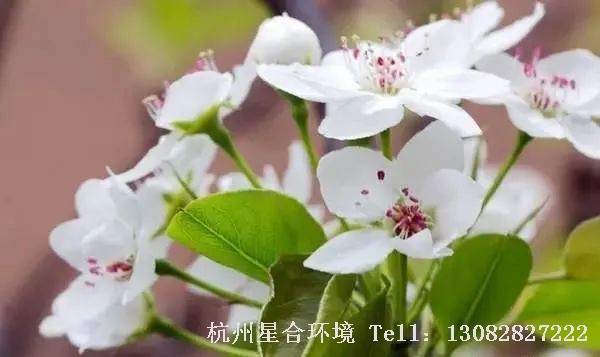 小区养护