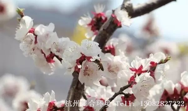 小区养护
