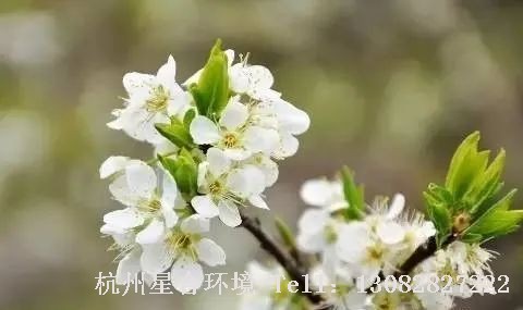 绿化养护