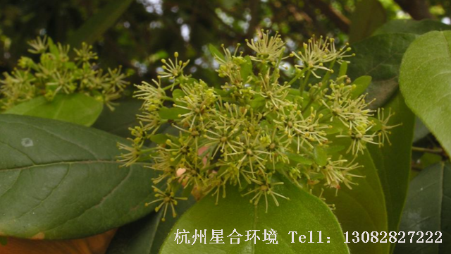 绿化养护