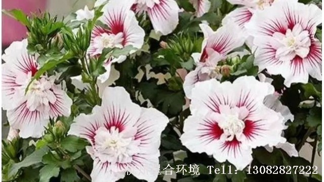 绿化施工