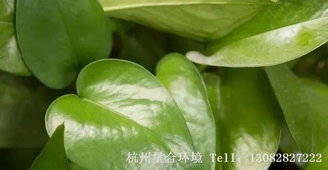 绿化养护