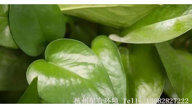 绿化养护