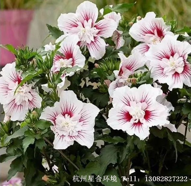 绿化施工