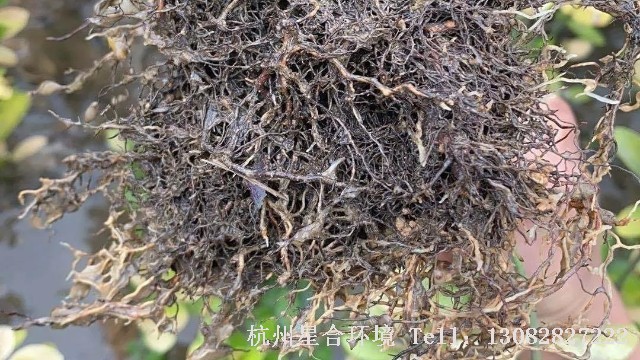 绿化养护