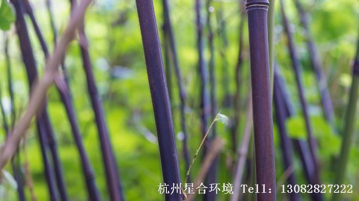 绿化养护墨竹