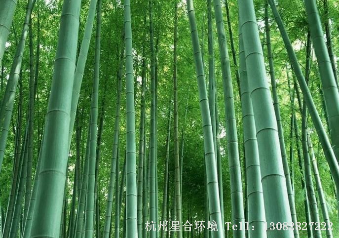 绿化养护竹林