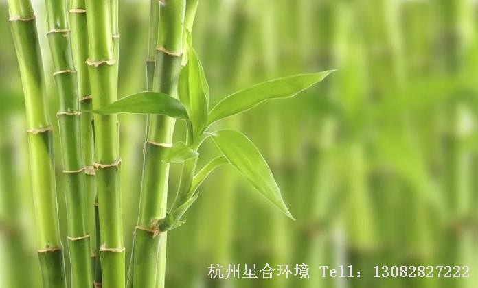 绿化养护竹叶