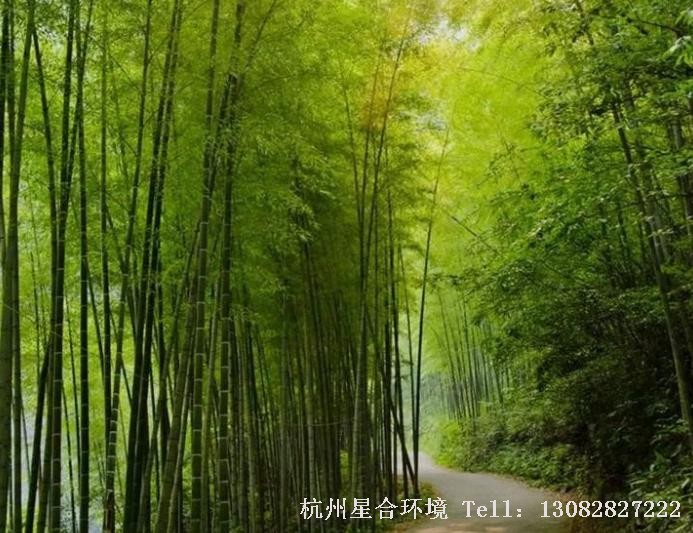绿化养护竹子