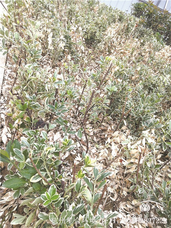 绿化养护茎基腐病