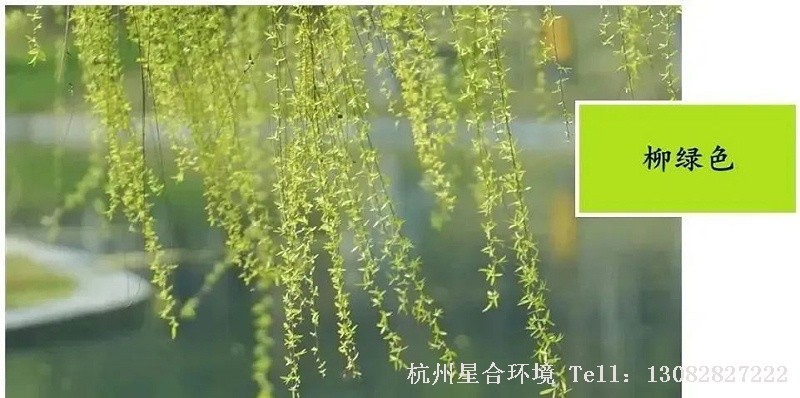 “帘半卷，露新妆，春衫是柳黄。”绿化养护柳黄是极美的颜色，有无限的生命力，与春天一样充满生机。