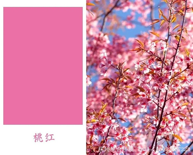 “桃之夭夭，灼灼其华”，绿化养护粉红色的桃花，妖冶娇媚，女子娇美姿容，可说“鲜肤胜粉白，曼脸若桃红”。