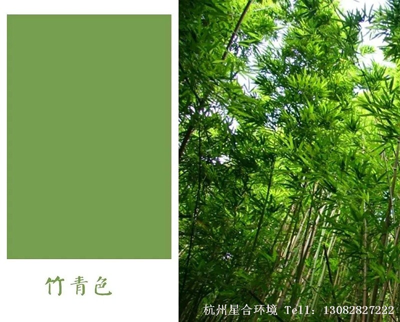 五月万物生长、草木繁盛，绿化养护一直潜伏的竹子突然飞快增长。