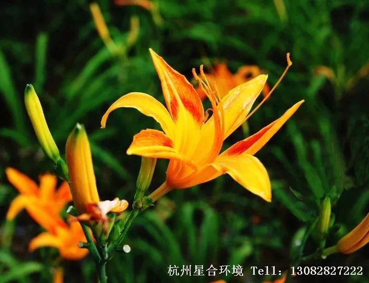 室内株摆-萱草