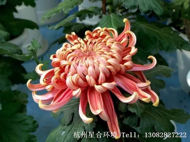 室内株摆-菊花