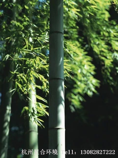 室内株摆-竹