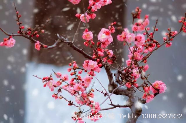 室内株摆-梅花
