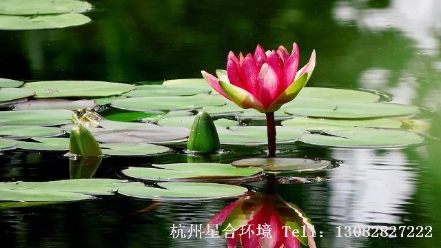 室内株摆